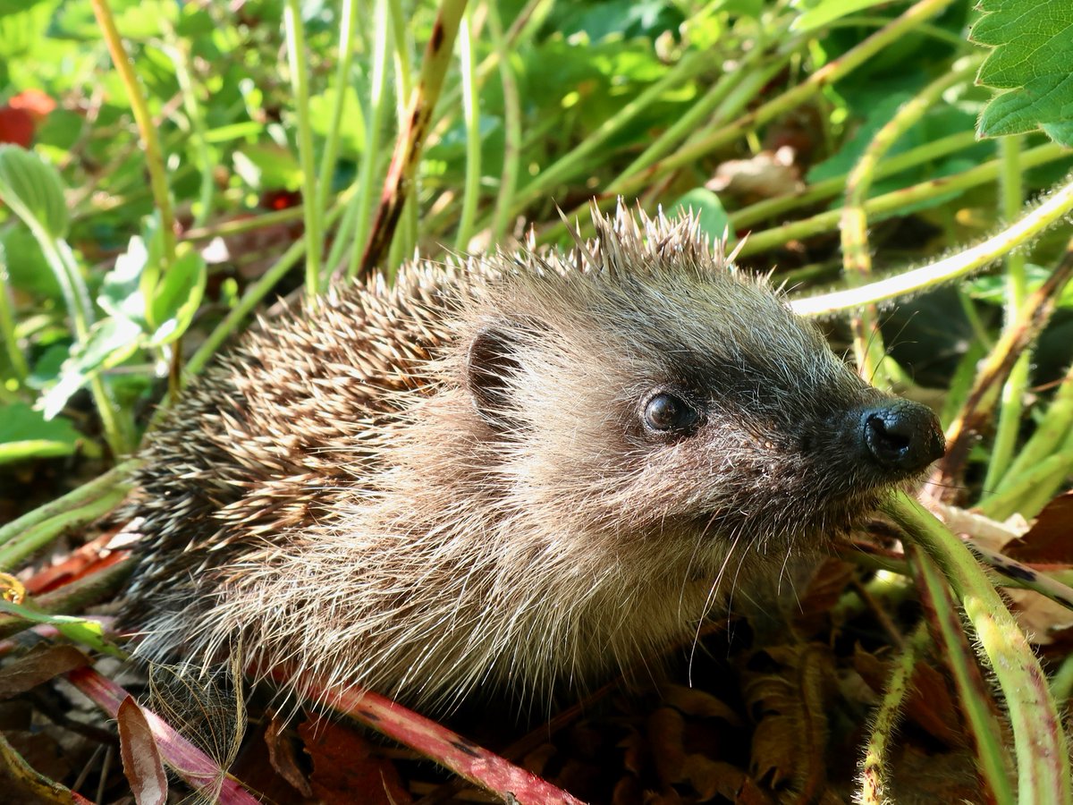 Picnic At Pompeii (@picnicatpompeii) on Twitter photo 