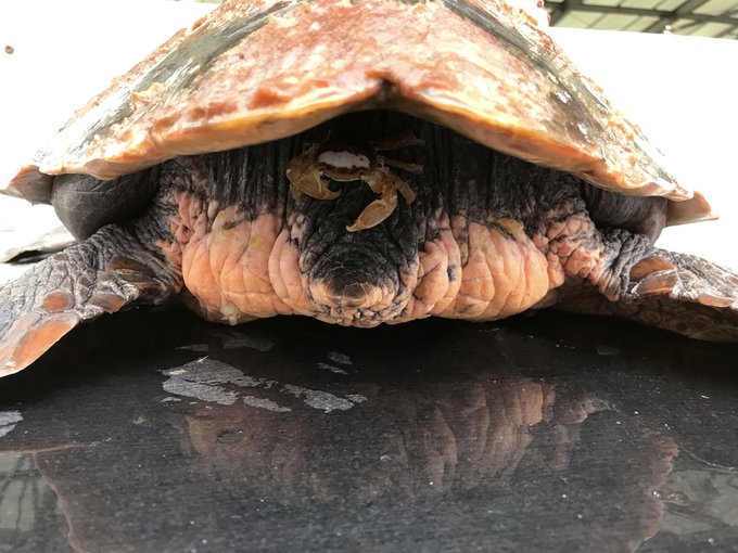 アカウミガメのお尻につくカニ?、オキナガレガニ。半数以上のカメについています。 