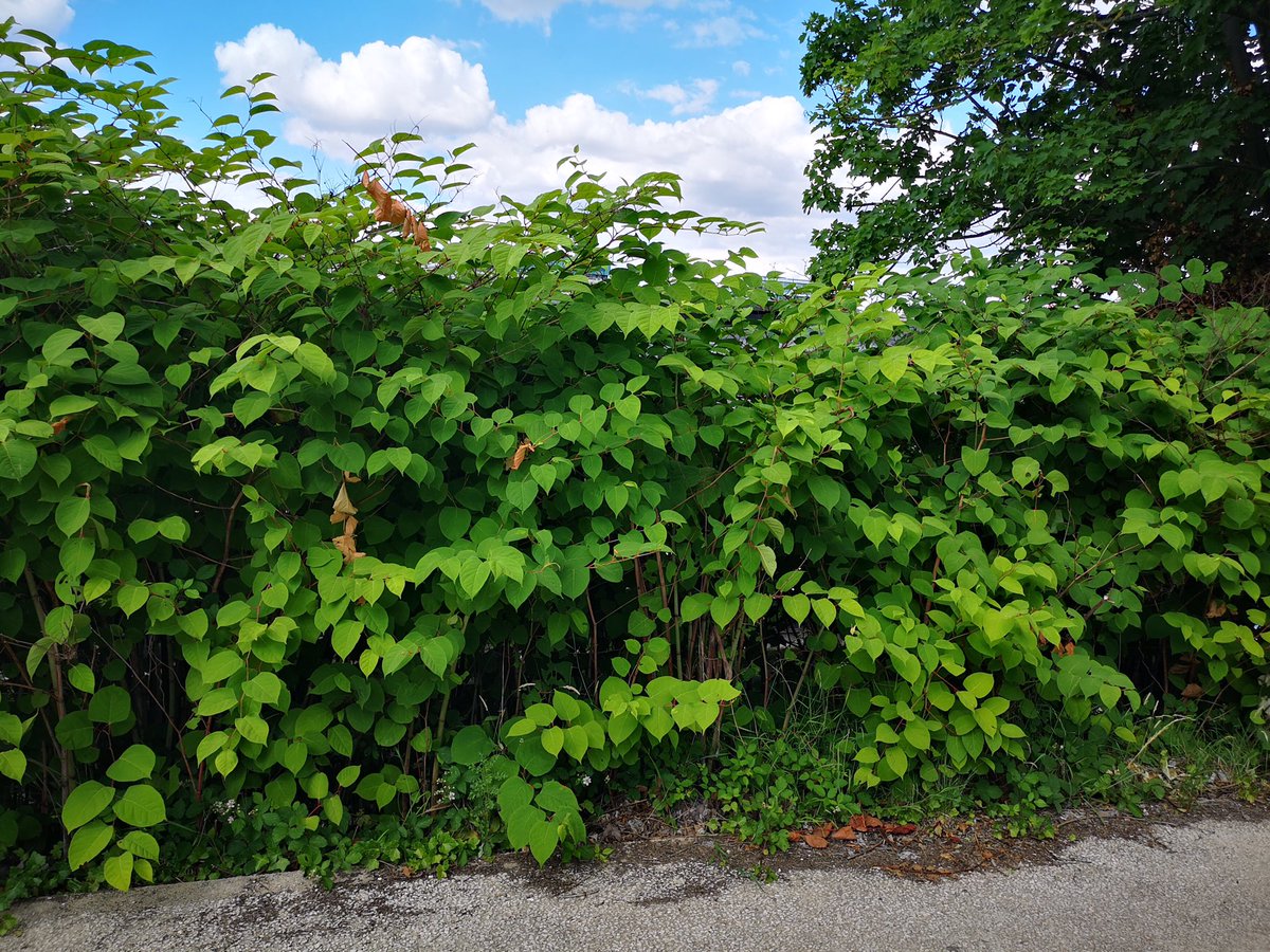 Patrick Bérard tweet media