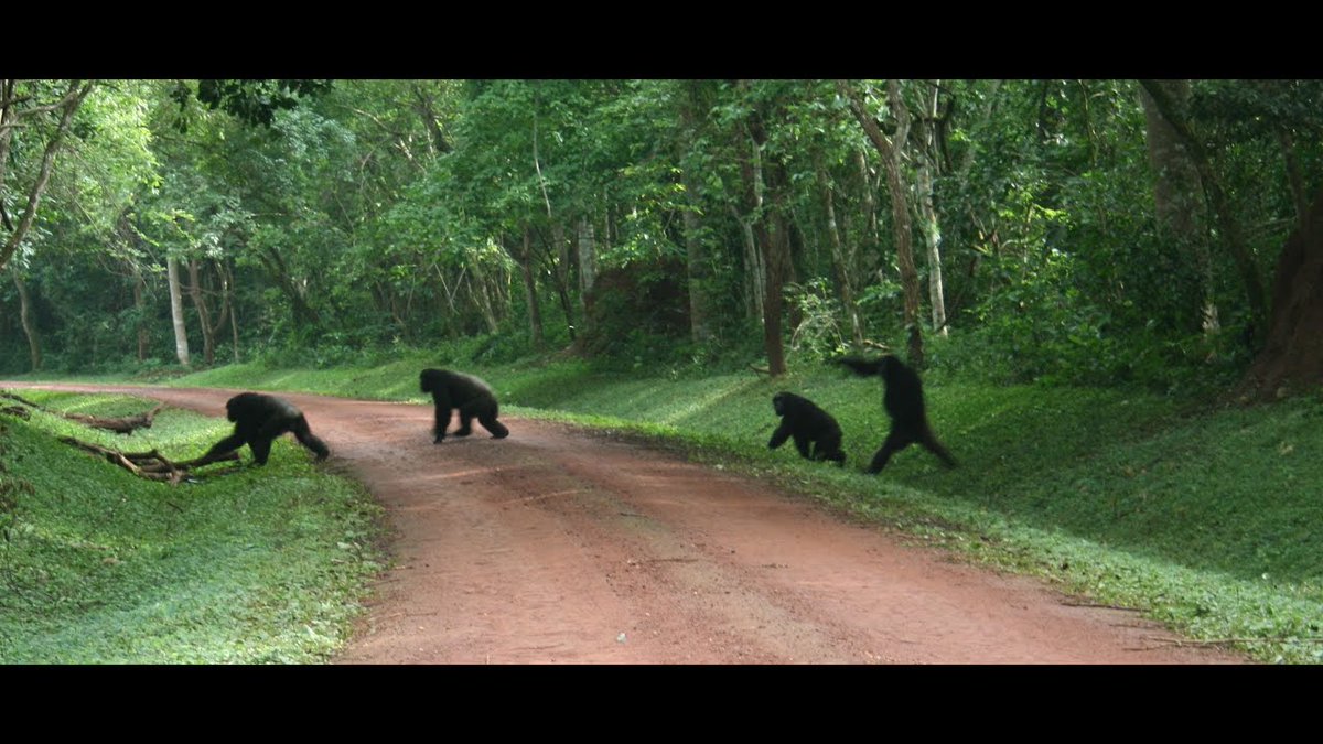 AkitaAnd's tweet photo. The Masters of the Jungle, meet our closed relatives the chimpanzees from Budongo forest in Murchison Falls national park. #chimpanzeetrackinginuganda #visituganda https://t.co/eWANNZSb1V