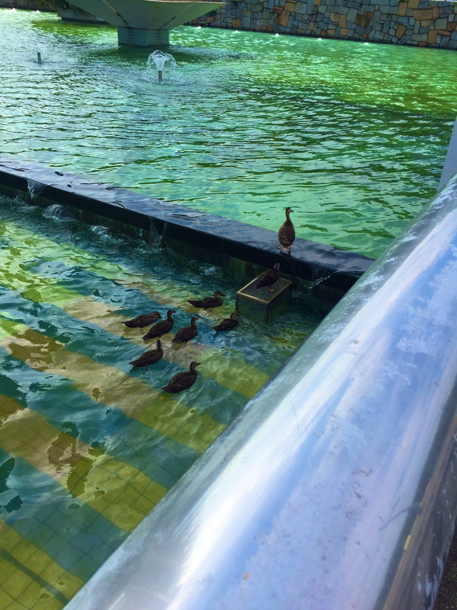8dodoria's tweet photo. 癒しの極み🦆🦆🦆 https://t.co/qzucBPF9Rd