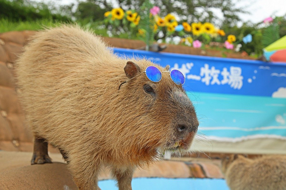 マザー牧場 カピバラも夏休みを満喫 カピバラ サマーバケーション 開催中 ふれあい牧場のプールを海辺をイメージする壁紙で装飾 さらに 土日祝 お盆期間中には記念撮影 フルーツかき氷のプレゼントタイムも ぜひこの夏はファンキーなカピバラ