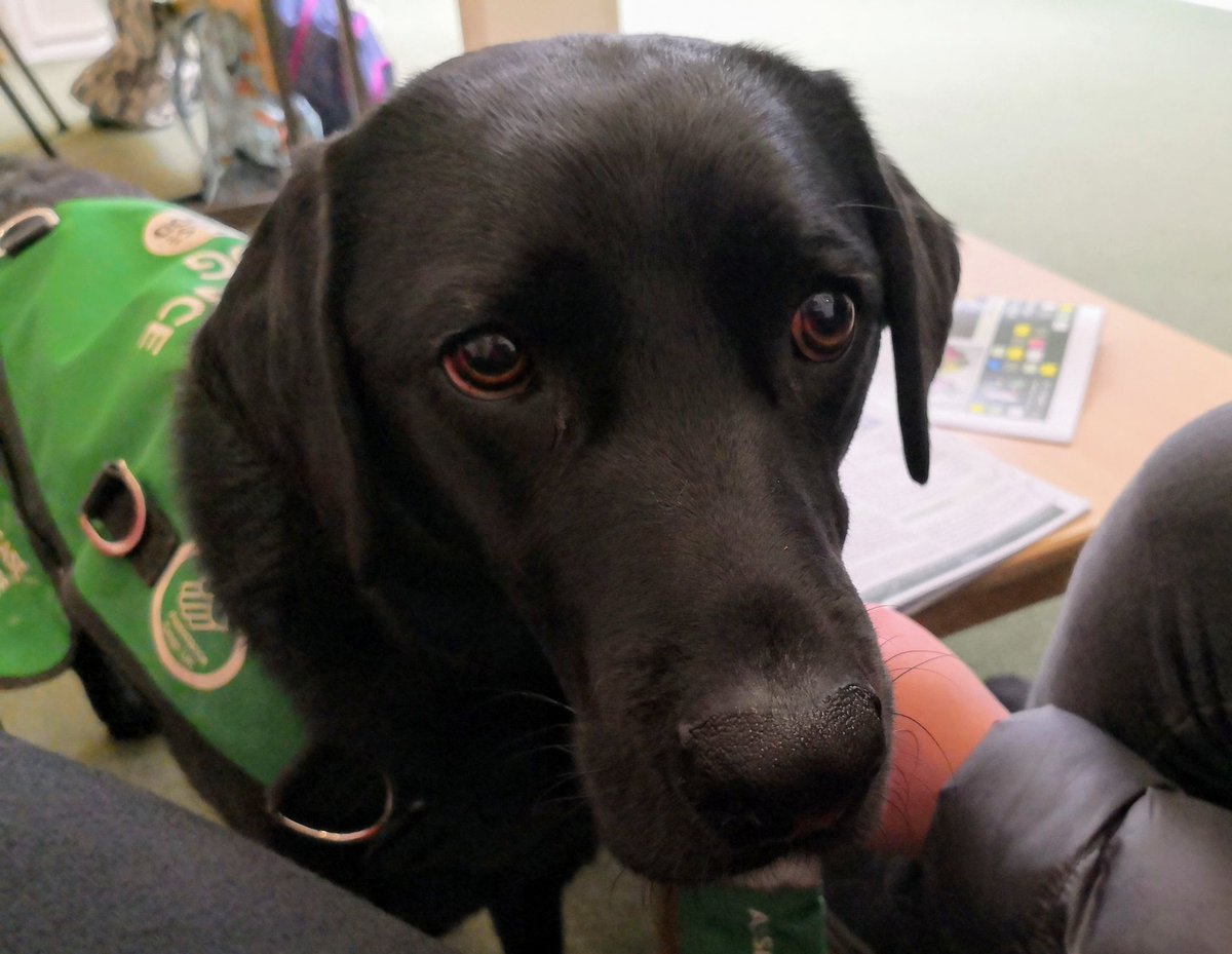 SendVW's tweet photo. Please meet one of our unofficial SVW mascots, Hattie the Autism Assistance Dog. Here she is supporting Aleca's son on a visit to a new school. For info on this amazing charity and to find out whether they can help your family, please visit https://t.co/Ijw5NI2EDt https://t.co/H22VI4phzq