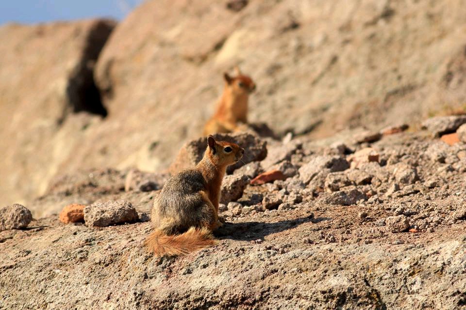 Yaşamak şakaya gelmez,
büyük bir ciddiyetle yaşayacaksın
bir sincap gibi mesela,
yani, yaşamanın dışında ve ötesinde hiçbir şey beklemeden,
yani bütün işin gücün yaşamak olacak.

Nazım Hikmet

Assos'ta sincaplar :)