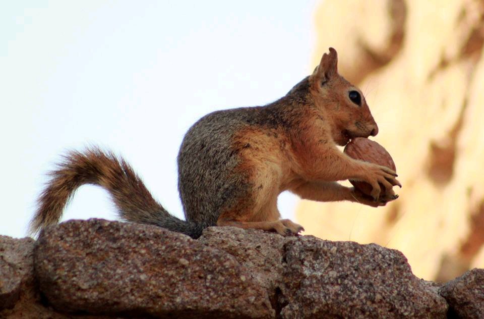 Yaşamak şakaya gelmez,
büyük bir ciddiyetle yaşayacaksın
bir sincap gibi mesela,
yani, yaşamanın dışında ve ötesinde hiçbir şey beklemeden,
yani bütün işin gücün yaşamak olacak.

Nazım Hikmet

Assos'ta sincaplar :)