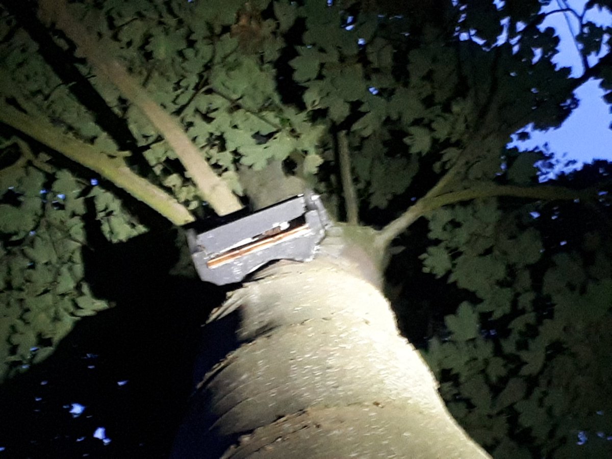 VleermuisWerkgroepNH tweet media