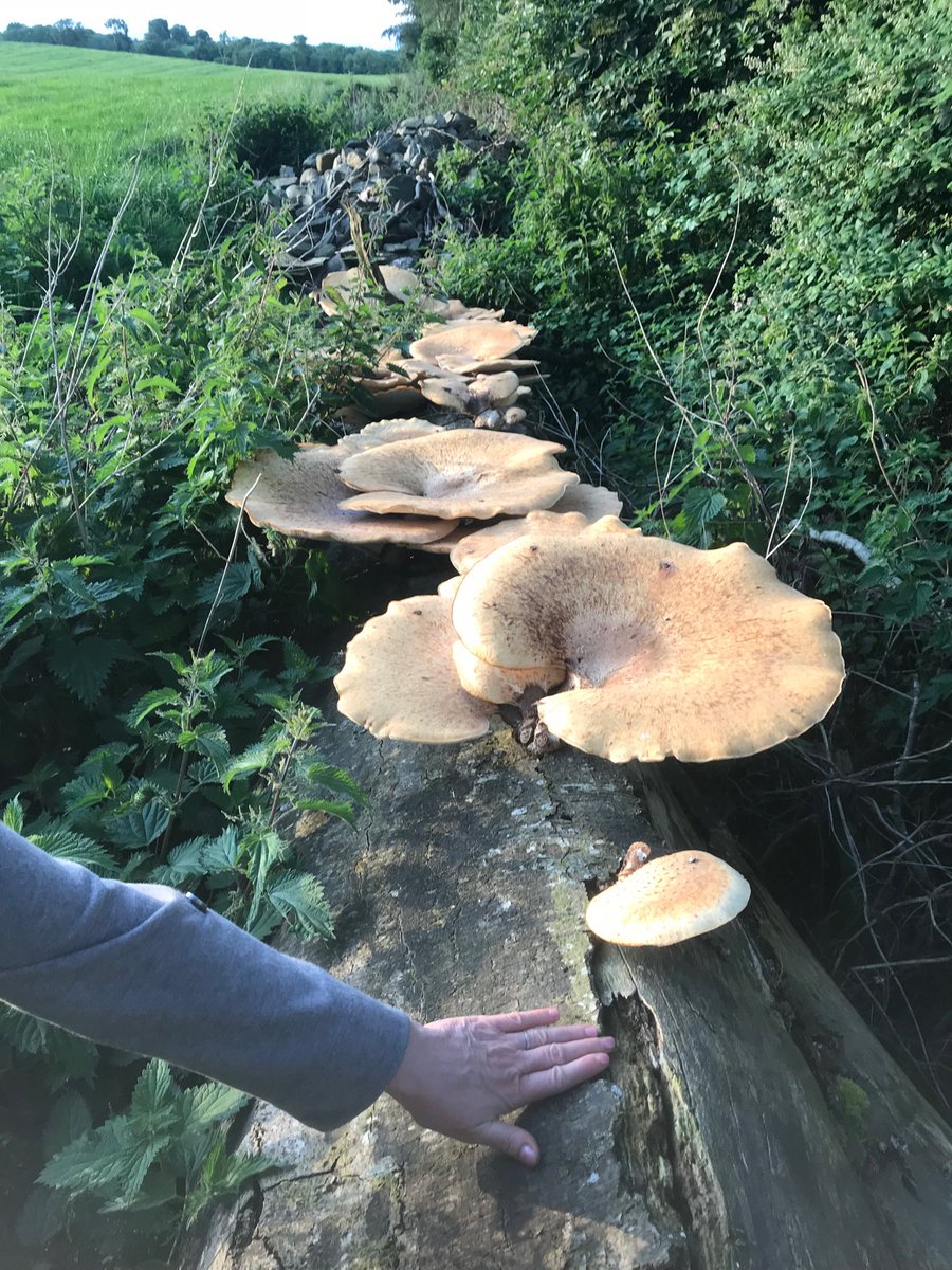 Gerry Giggins tweet media