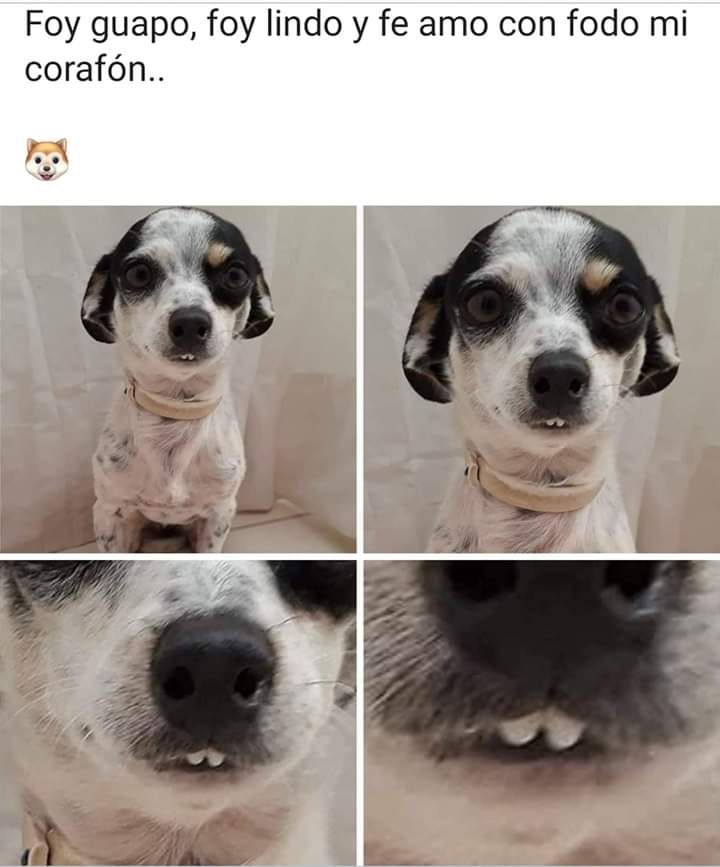 Aiinnnnssss que carita de tierno... 😍 😍 😍 😍 
#mascotaplanet #tiendadeanimales #mascotas #perros #todoloquetumascotanecesita #somosunafamilia