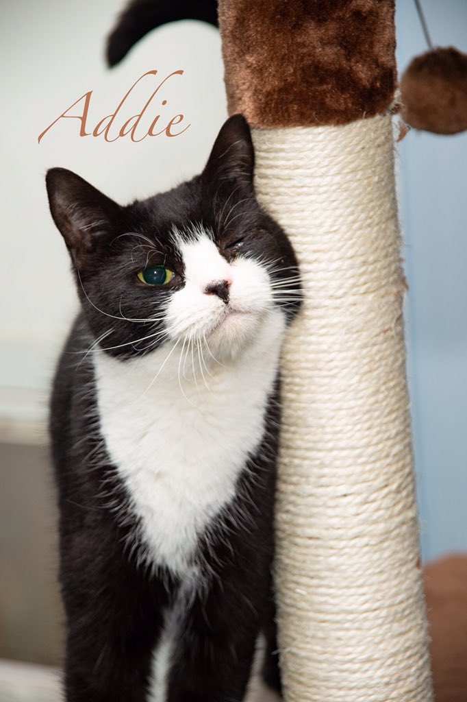 Adorable and available!! Call to meet 803-279-1613