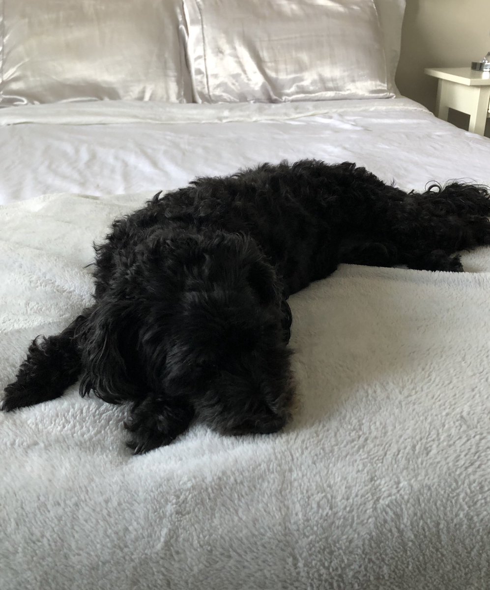 Darque_one's tweet photo. @KevinFrankish Our baby keeping herself cool. She’s normally outside chasing squirrels 🐿 🐇 https://t.co/jczZsNM9gL