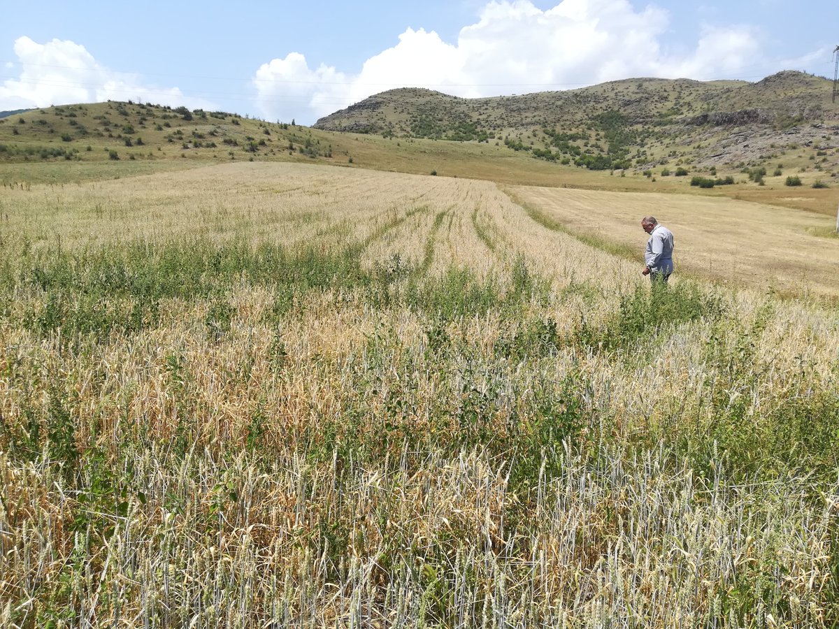UNDP in Armenia on Twitter "20 hectares of mountain degraded pastures