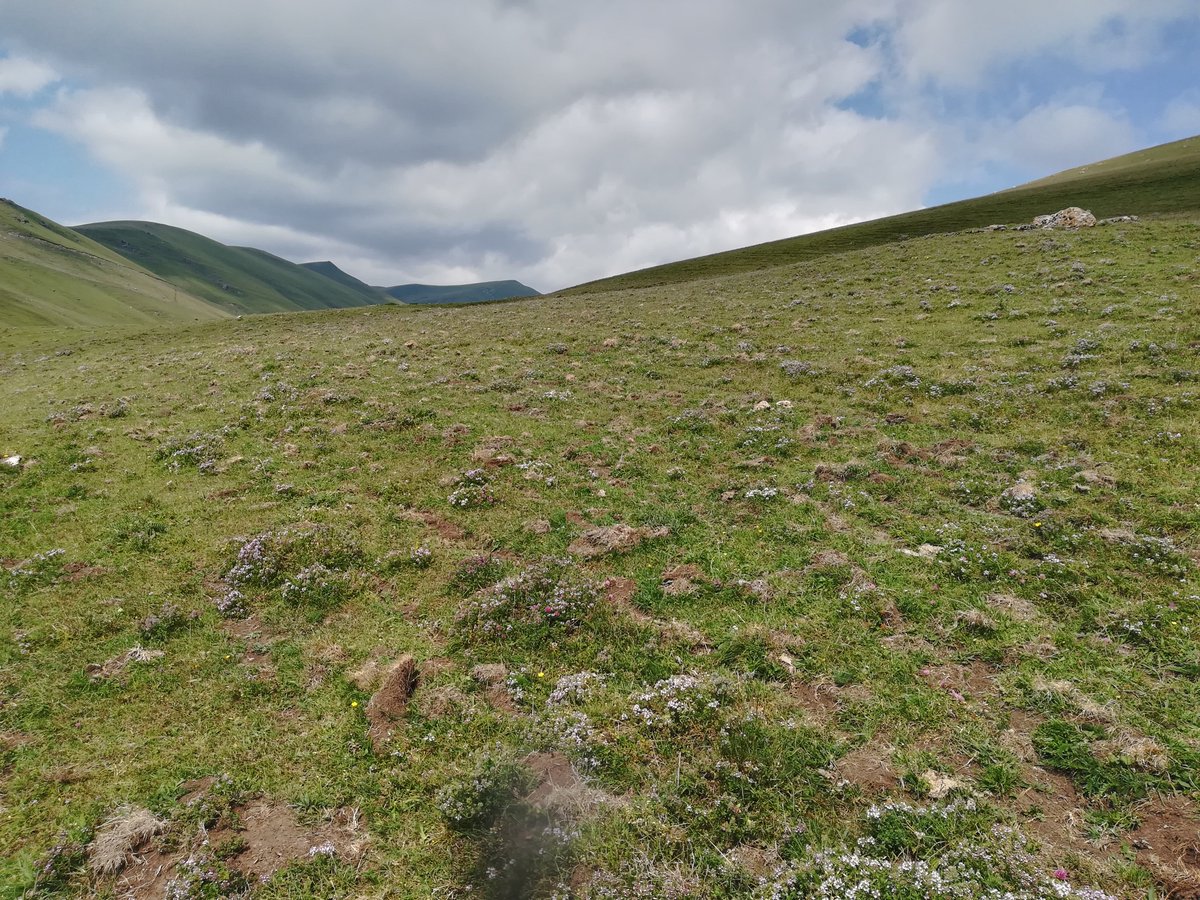 UNDP in Armenia on Twitter "20 hectares of mountain degraded pastures