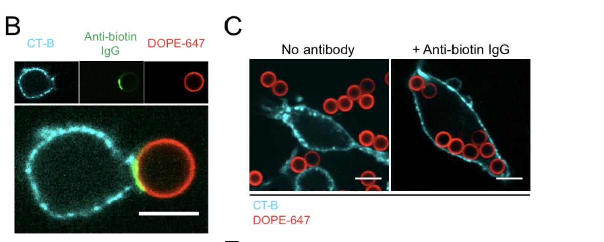 ParticleDoc's tweet image. #FluorescenceFriday Size-dependent segregation controls macrophage phagocytosis of antibody-opsonized targets bit.ly/phagocy via @UCBerkeley &amp;amp; @CZBiohub 
#aAPC #ArtificialCell #LipidBilayer #Antibody #Phagocytosis