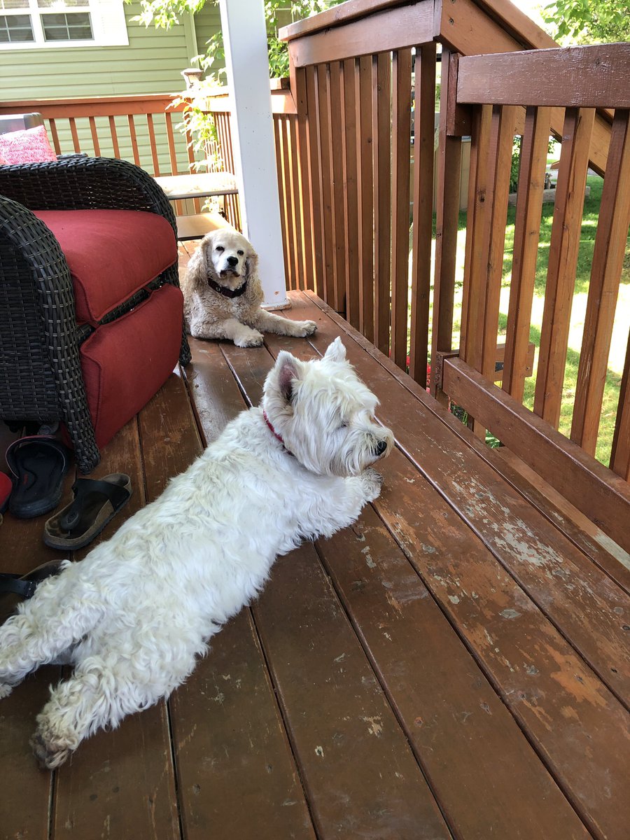 laurieeden's tweet photo. @KevinFrankish my boys are cooling at the cottage. https://t.co/vnrqPchEUe