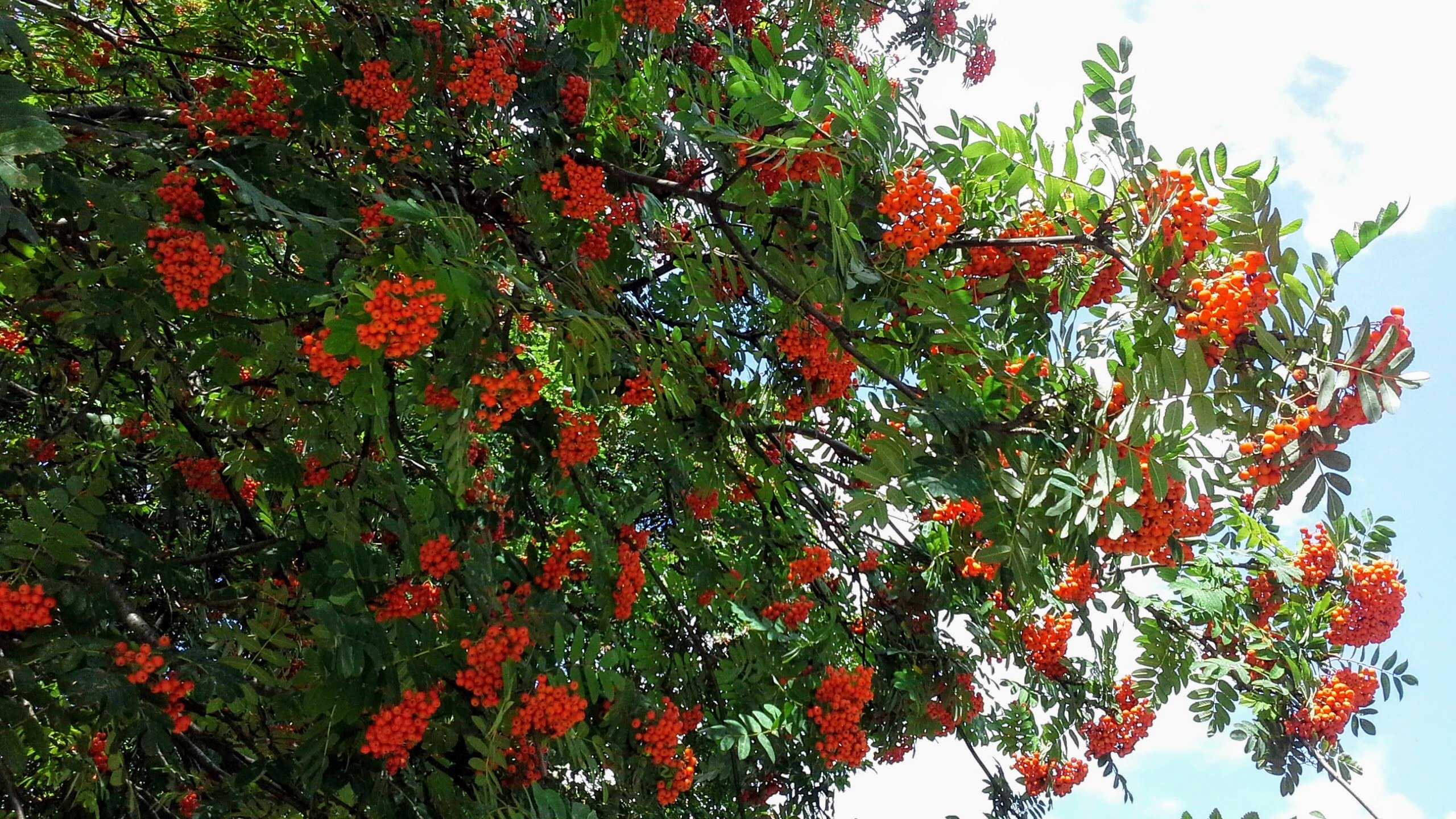 Рябина красная плакучая