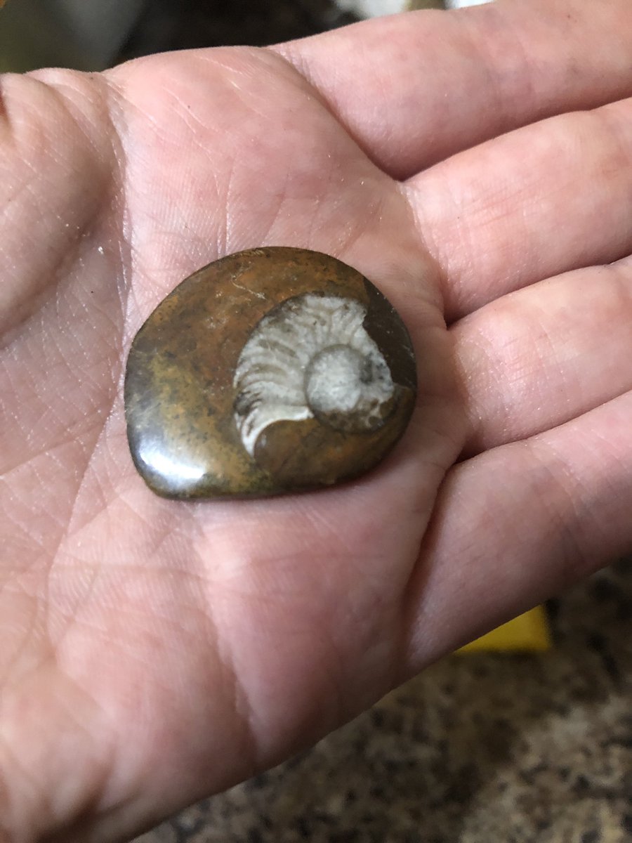 My gangam got me a #ammonitefossil from the #Yukon ! She’s such a thoughtful and wonderful person! Thanks to her we now have my first piece to my #fossil collection! Let’s get them bone daddys!

#collection #theyukon #travel #north #minerals #fossils #collector #twitch #streamer