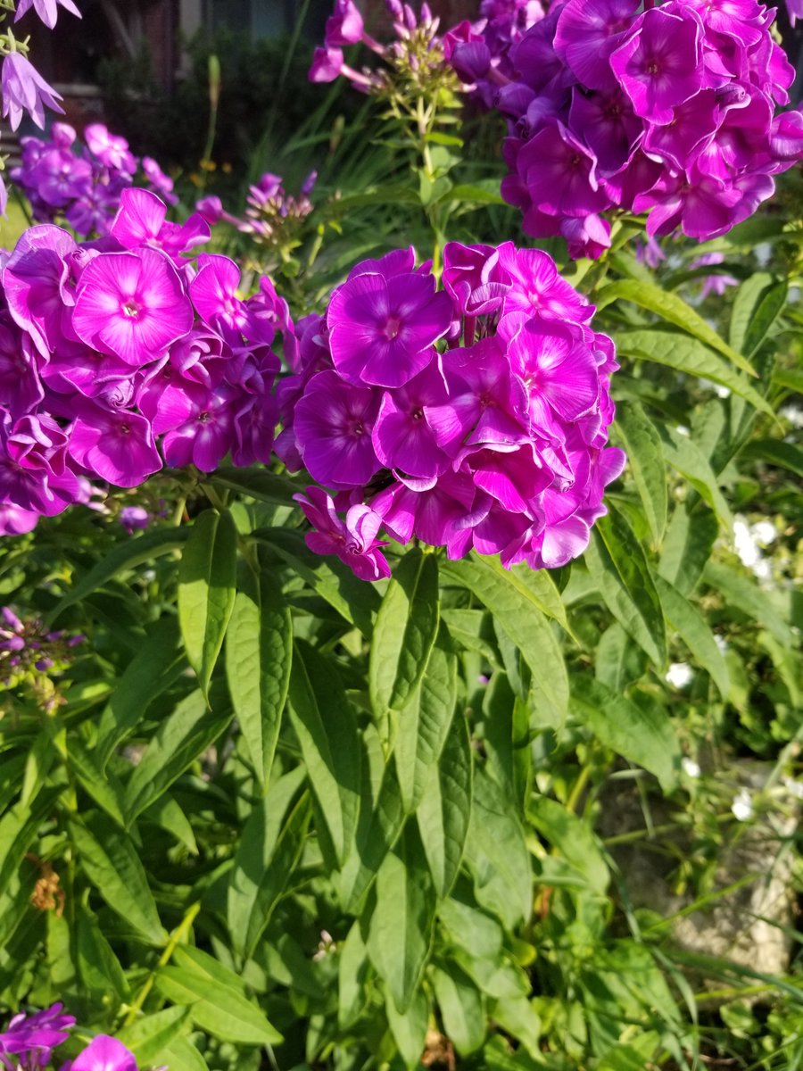 TheCanadianMike's tweet image. BOOM nature hits you with 
#Livingcolor 🤙🏼🌱