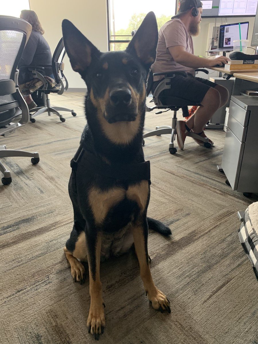 lightspeedsys's tweet photo. #OfficeDog Lola dropping in to say have a great #Friday!  

Want to work at our dog-friendly offices in Portland and Austin? Check out our newest openings at https://t.co/87WXITVDWx.

#LifeatLS #CodeRanch #FridayFeeling #Dogs https://t.co/05EvZADMEE