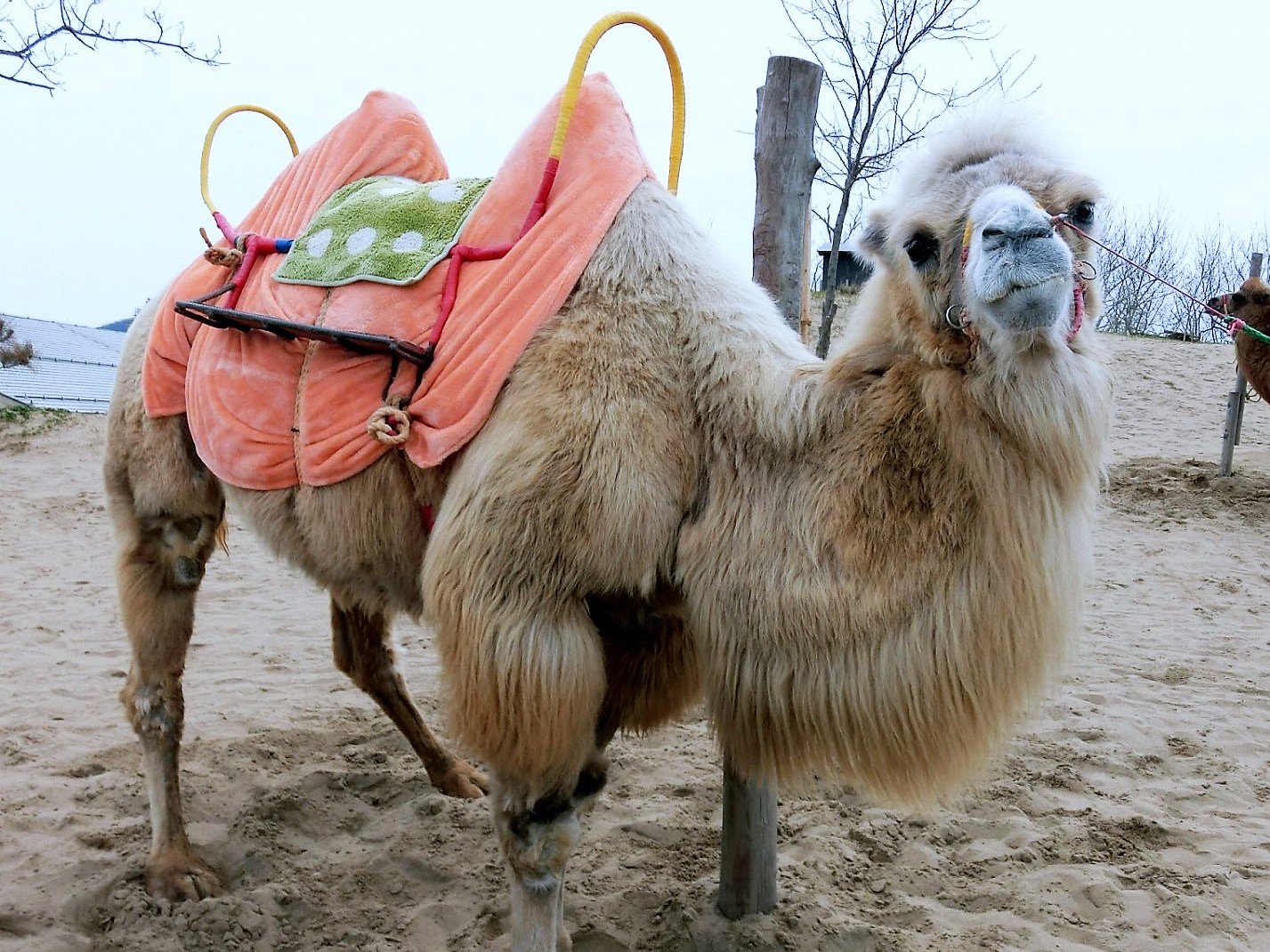 たまのをの 砂丘のふたこぶらくだ 鳥取砂丘は鳥取県鳥取市に広がっている海岸砂丘で 国天然記念物である ふたこぶらくだは 中央アジア原産で沙漠と乾燥地に適した家畜である 鳥取砂丘 ふたこぶらくだ 海岸砂丘 山陰海岸ジオパーク 鳥取 T