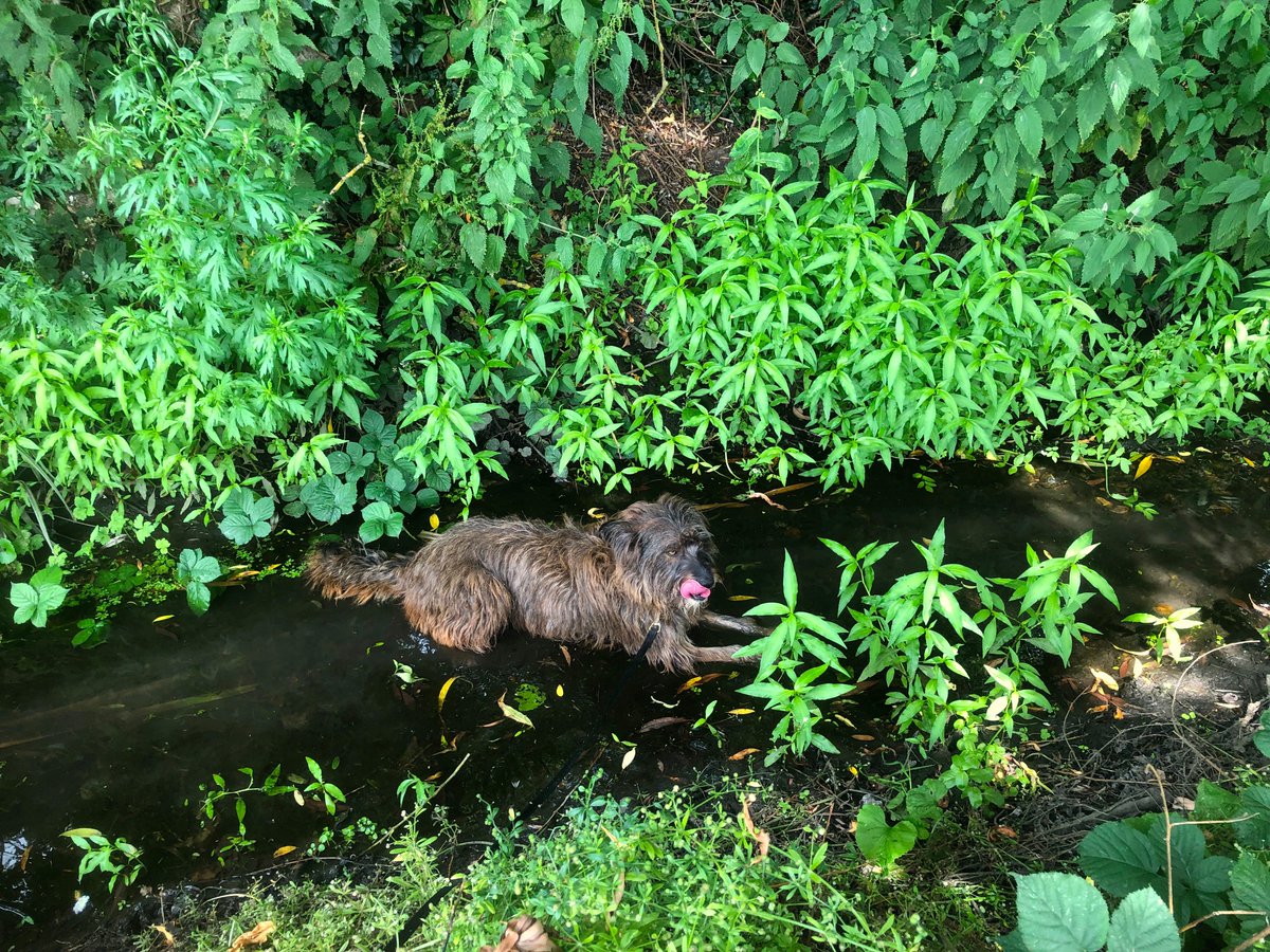 The Foragers tweet media