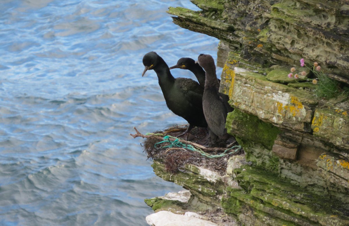 Birds with plastic in nest. Pic: UHI.