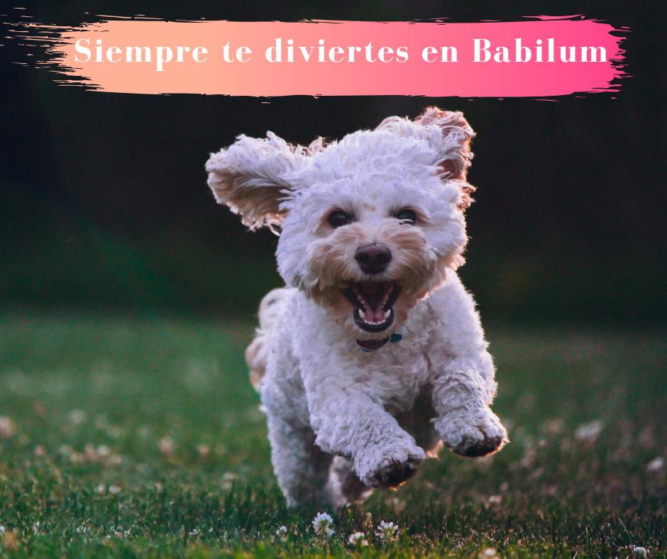 AcademiaBabilum's tweet photo. ¿Cuales son tus recuerdos de las clases de inglés en el colegio? 👀
¿Siempre la misma gramática y forma de aprender? 🙁🤦
En Babilum, lo más importante es que 💃TE DIVIERTAS💃 los programas que ofrecemos son interactivos y entretenidos 🙌😁🤗
#Madrid #languagelearning https://t.co/l11wAfHcvJ