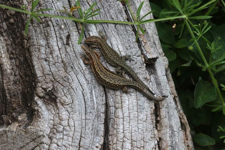 The plant collection at Cally Gardens is not the only thing worth seeing, our ecological garden is also packed with creatures of all kinds, all in harmony and bringing the garden alive with sounds and activity.
We are open 10am - 5 pm.