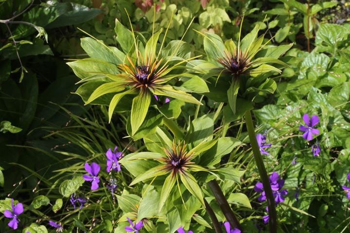 CallyKevin's tweet photo. The plant collection at Cally Gardens is not the only thing worth seeing, our ecological garden is also packed with creatures of all kinds, all in harmony and bringing the garden alive with sounds and activity.
We are open 10am - 5 pm. https://t.co/32xDX0FITx