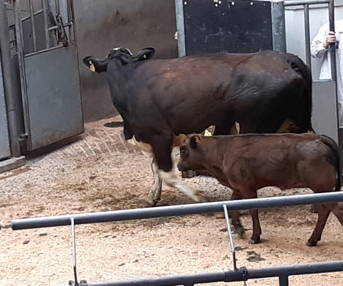 Jean_BSIB's tweet photo. Cows &amp; calves for sale this morning. #thainstone #anmgroup #farming #agriculture https://t.co/nIcl9QOGtM