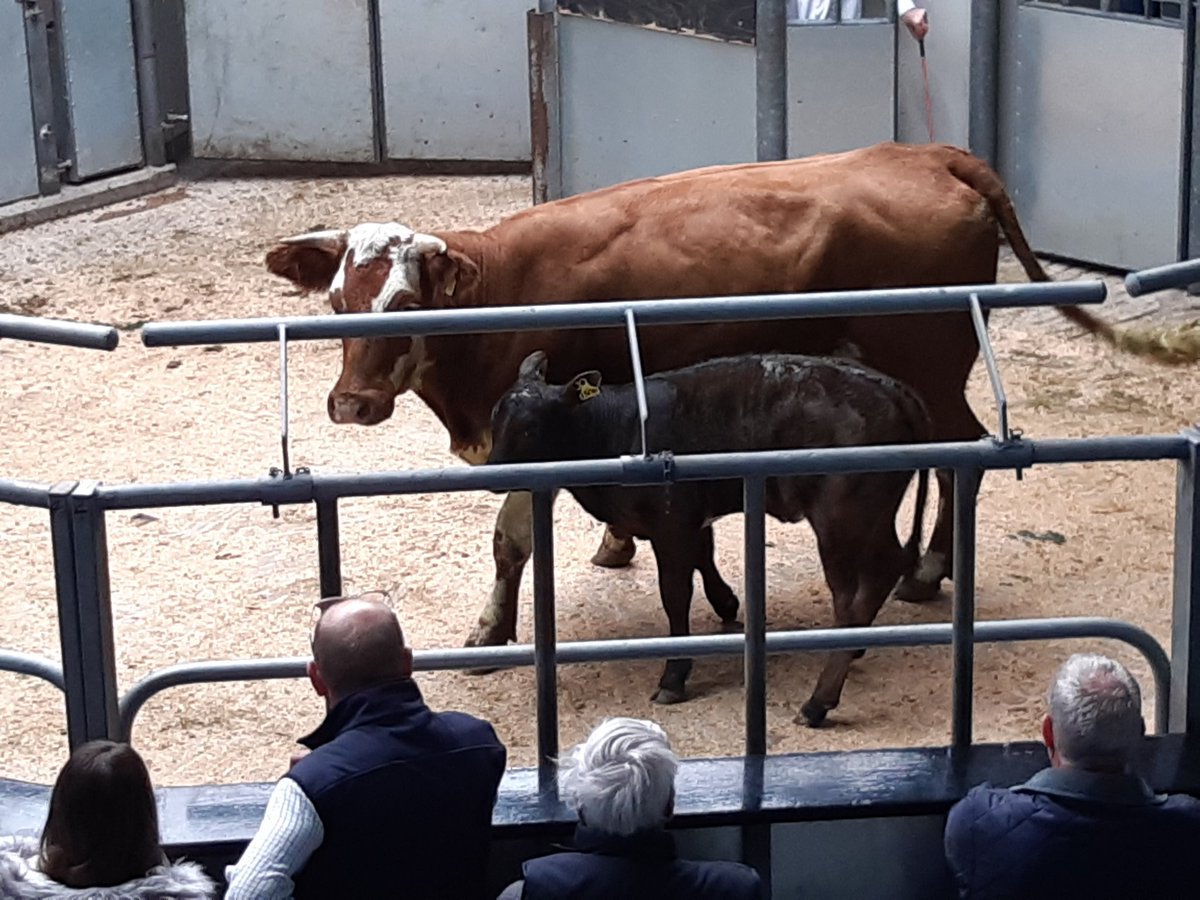 Jean_BSIB's tweet photo. Cows &amp; calves for sale this morning. #thainstone #anmgroup #farming #agriculture https://t.co/nIcl9QOGtM