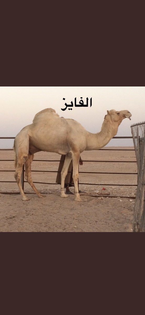 الرمح سلالته الاب الفايز لبن لبده وأخوه من امه مبيوع على هجن الشحانية