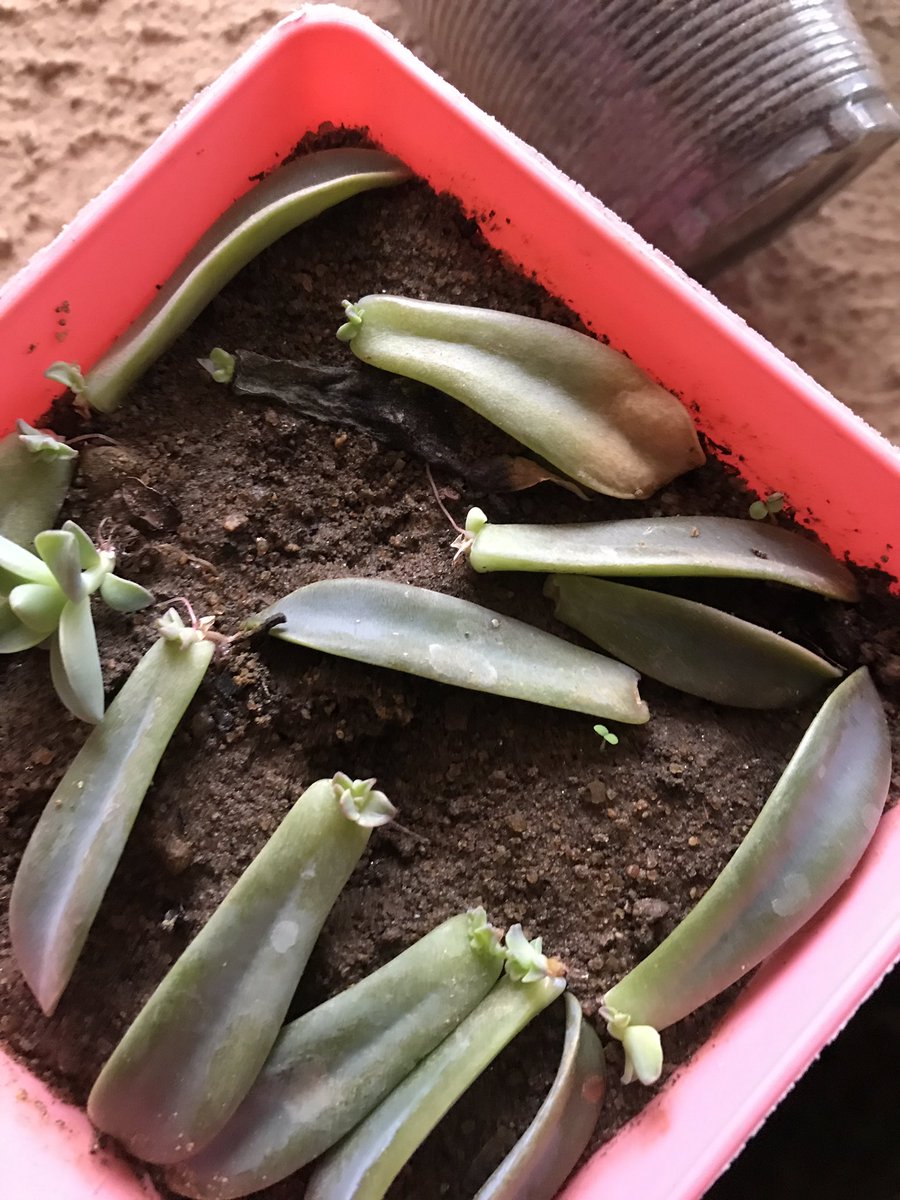 2 weeks growth. The leaf it grew on rotted away and it rooted itself in the soil. And the other leaves we doing well as well 