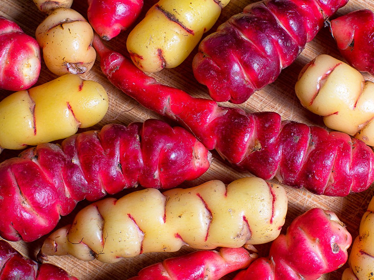 Oca Tubers 10 Organic Seeds New Zeand Yam by Farmerly Oxis tuberosa