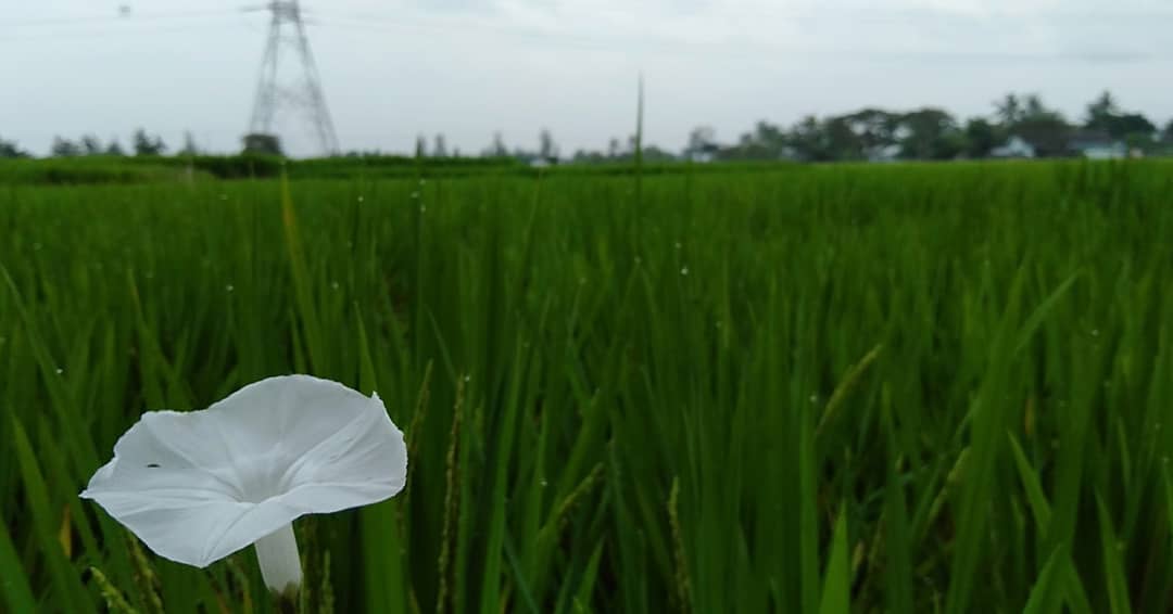 DENBE20's tweet photo. Sore Jogja, dengan sejuta harapan
#kembangkangkung 
#jogja 
#Traveller https://t.co/stwFQcedFs