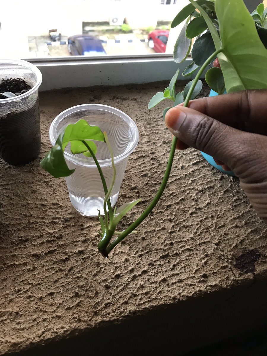 First picture the day I started propagating. 4 weeks later, today I have these roots. Should propagated more. I’ll pot this today, in shaa Allah and see how well it does.