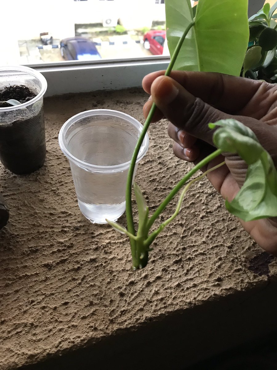 First picture the day I started propagating. 4 weeks later, today I have these roots. Should propagated more. I’ll pot this today, in shaa Allah and see how well it does.