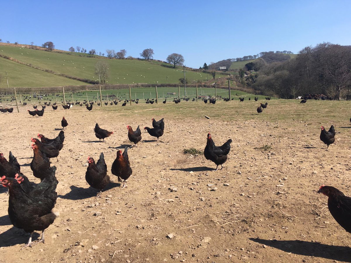 WHFandP's tweet photo. Some gorgeous pictures from one of our lovely customers 🐥🐔🥚🥚
#freerange #countryliving #hampshire #youngfarmers #britishfreerange https://t.co/ZKMggzyO8q