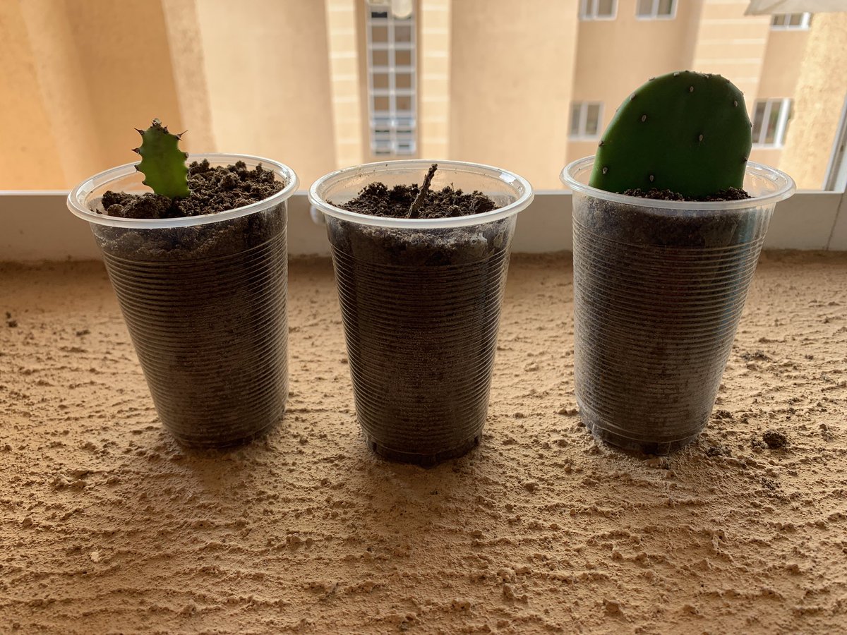 The first 2 didn’t make it. But the flat cactus is also rooting sooo well. I think I should pot it.