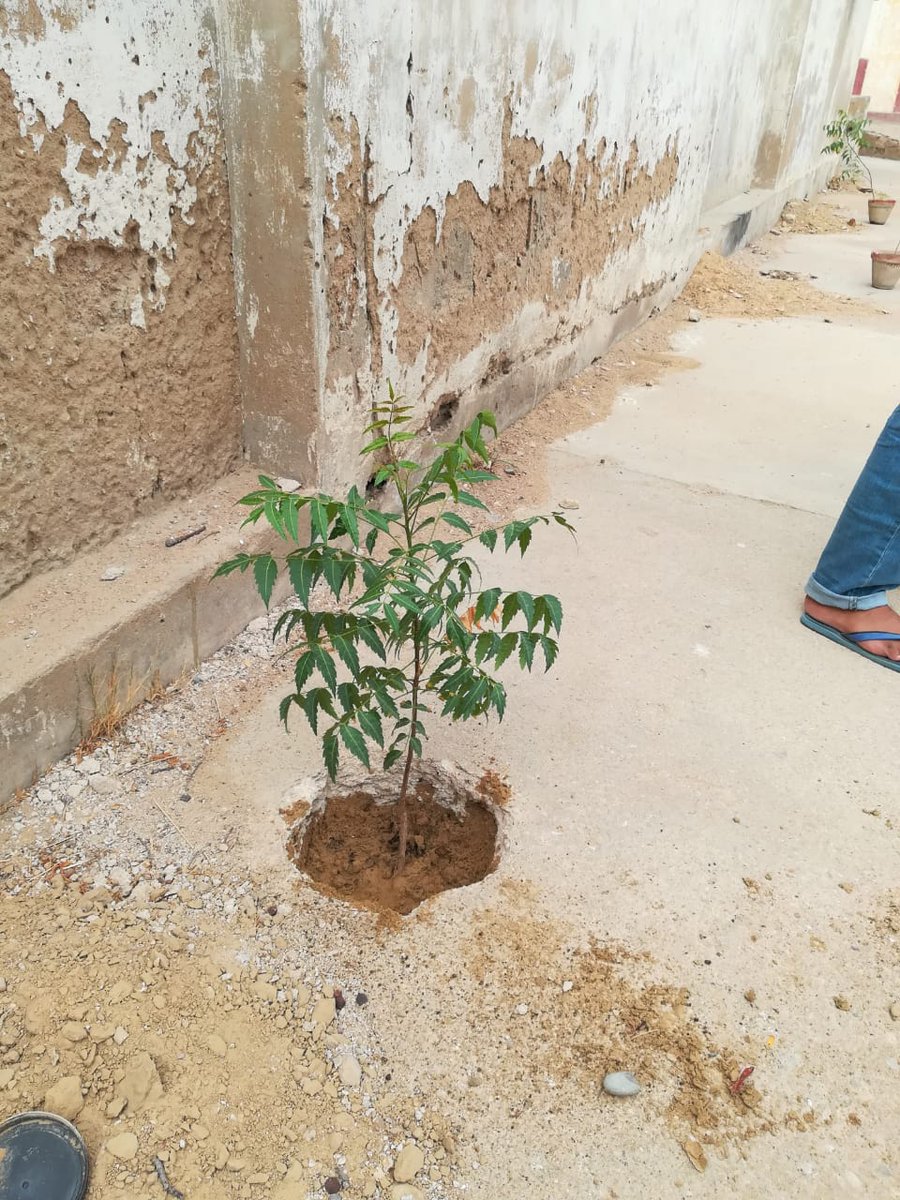 GhulamM01020696's tweet photo. @JumanRahim Team DG M&amp;E did plantation during summer vacation in many schools of district korangi.
&amp; will take care till plants get familiar to new environment .
@TeamSardaarShah 
@sardarshah1 https://t.co/VVricZ9ydU