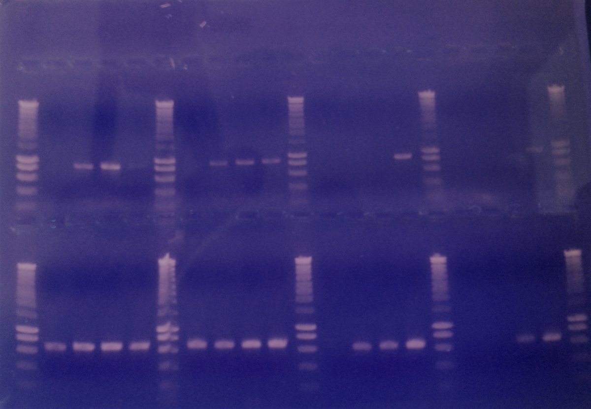 G3dUe's tweet photo. Volet moléculaire: Mise au point de l'amplification d'ADN (PCR)
Photo: Résultat de PCR d'une gamme de dilution de 4 échantillons de #Dalbergia par électrophorèse. 

#DNA_barcoding @G3dUe #Dalbergia https://t.co/MT5aMMmcio