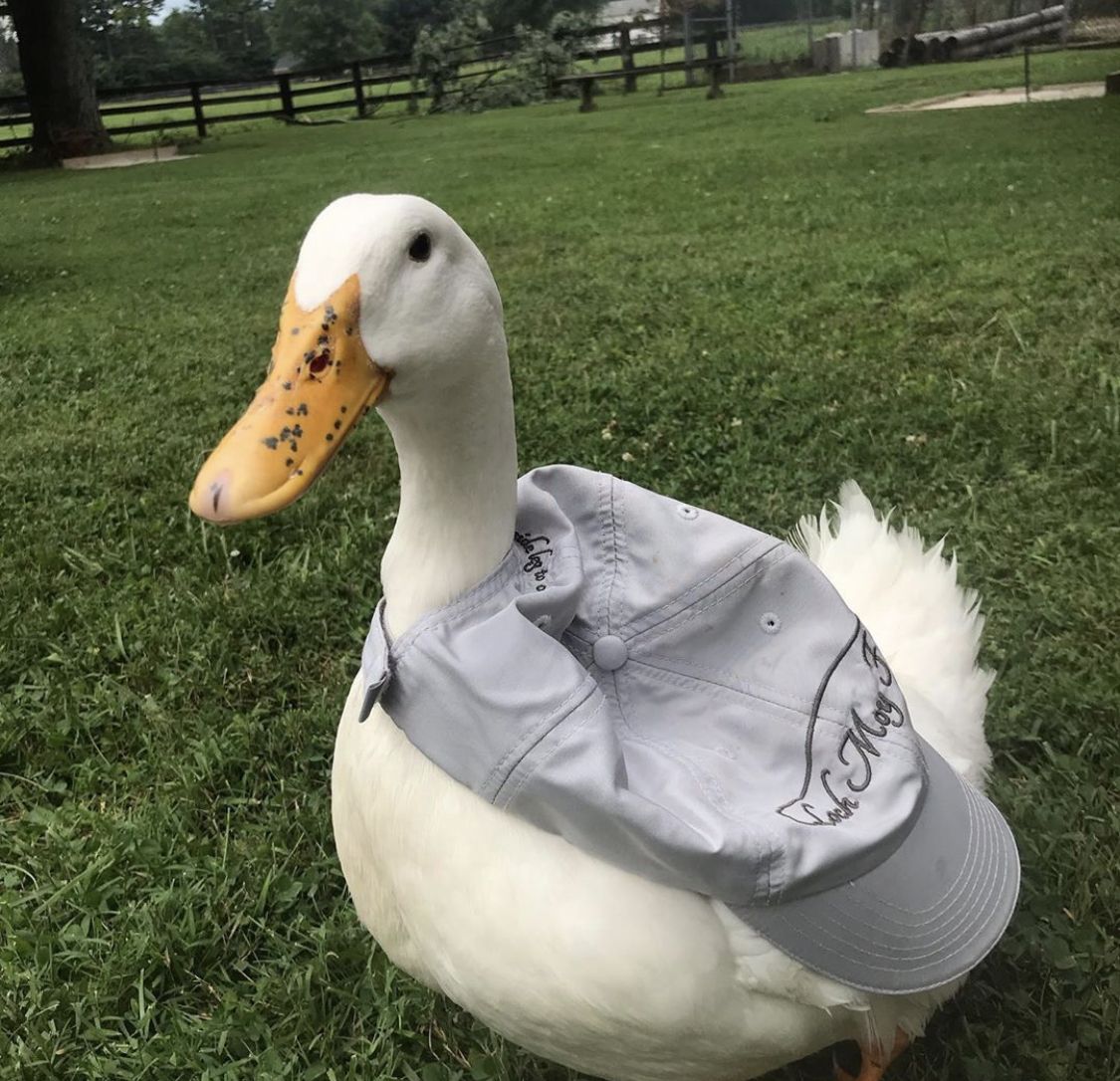 Duck Of The Day tweet media