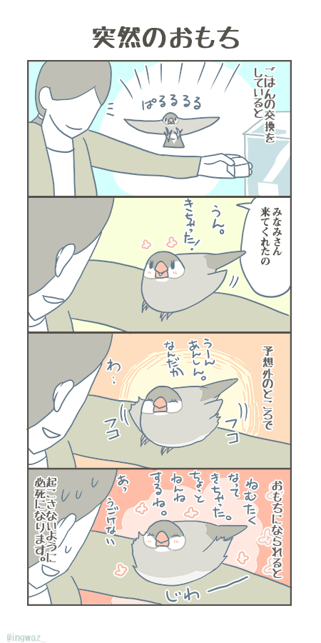 よく発生する、かわいい突然のおもちです。

#buncho #javasparrow #文鳥 