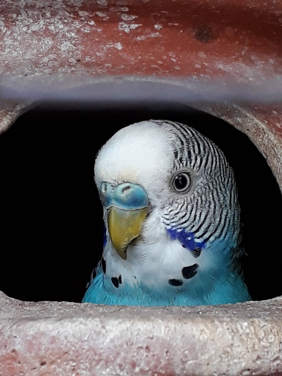 Cute bird