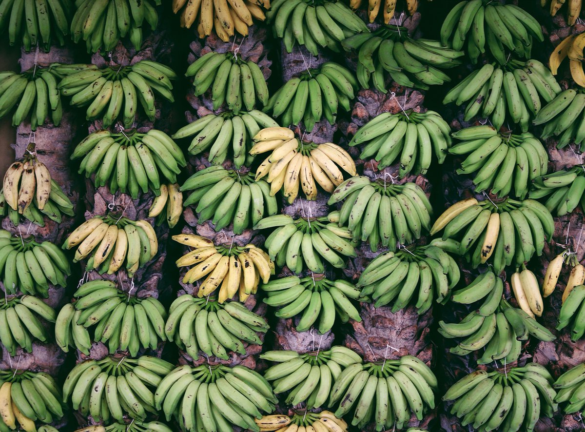 Brazil has 5 popular types of Bananas. With all the minerals and vitamins, it helps keep your skin glowing through the summer! #Marajo #Brazil #island #food #health #lifestyle #beach #beachlife #fishing #holiday #summer