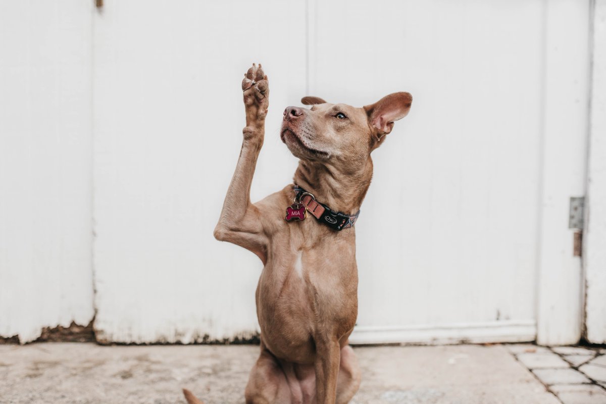 3STONESPROD's tweet photo. We already have a lab and a shepherd-Bernese cross lined up for our documentary. What do you think the featured puppy will be?!

📸: Unsplash

#documentary STORYHIVE #watchlocal #BCSAR #searchdogs https://t.co/AyrxBhXli2