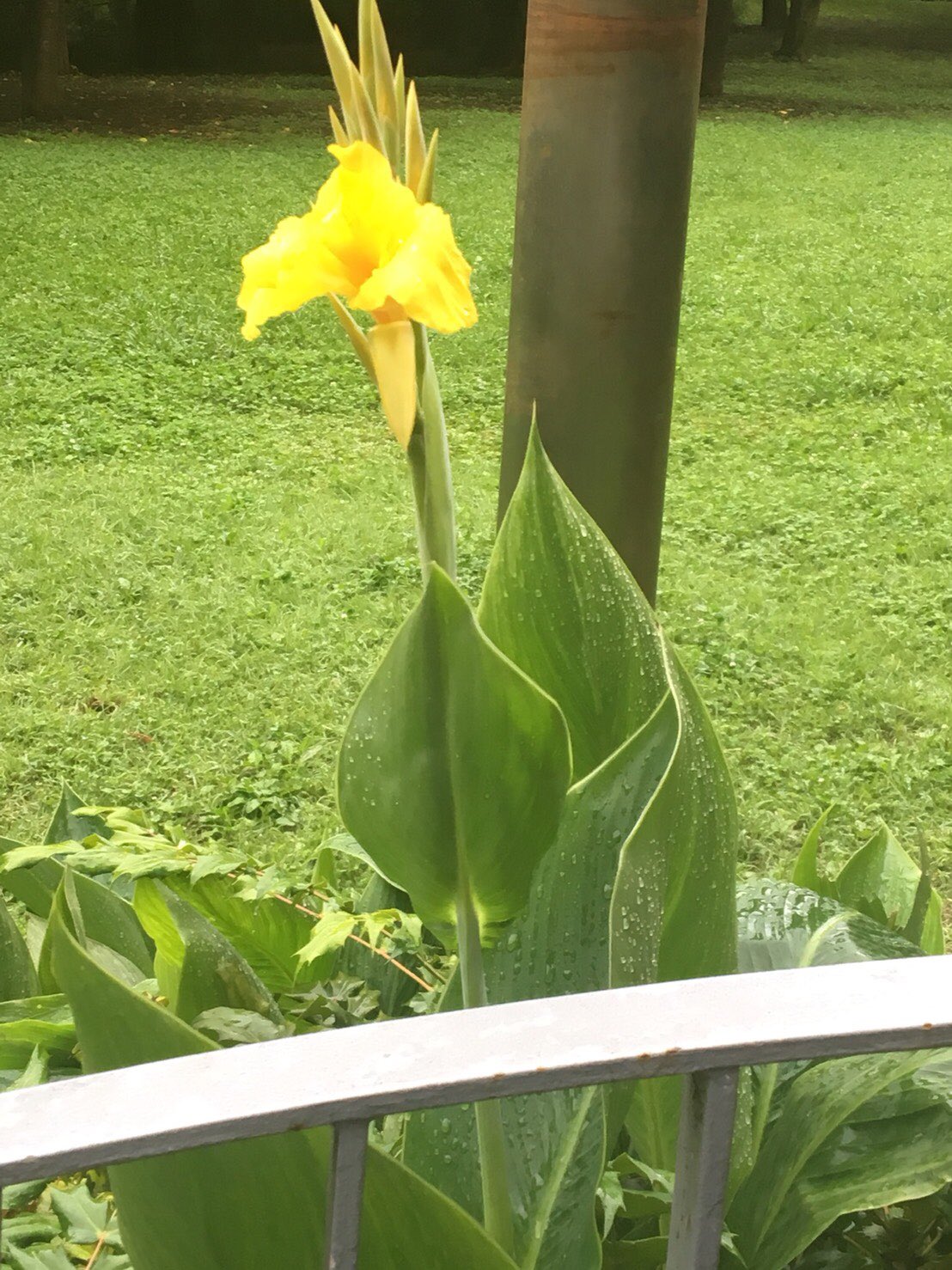 開歌 かいか こんばんは ｏ ー ｏ ﾉ お花紹介057 カンナ 夏のあいだじゅうさき続ける花で 色も沢山あるし 花 も葉も大型の花だよ 花言葉は情熱 快活 真夏の日差しに負けない強さと華やかさから 妄想 鮮やかで幻想的な雰囲気から由来してる