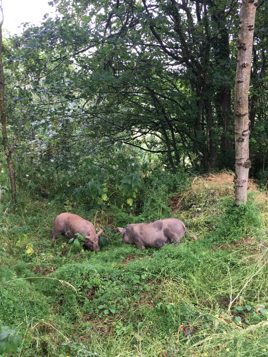 St Madoc tweet media