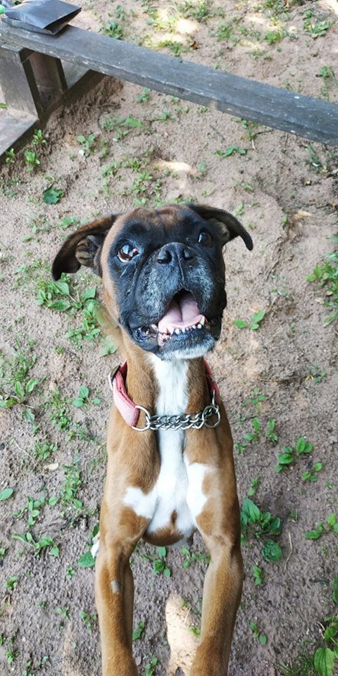 Nightowl400's tweet photo. Please if you can help this sweet lass @legacy_joey Please shout up? #URGENT #FOSTER needed. No other dogs, ok with kids, needs someone around most of the time. Please help?
Poor Bella, life sucks and she needs to having lots of love and cuddles 😢 #TeamZay #FridayThoughts ❤🐾❤ https://t.co/9eRlsJTrnp