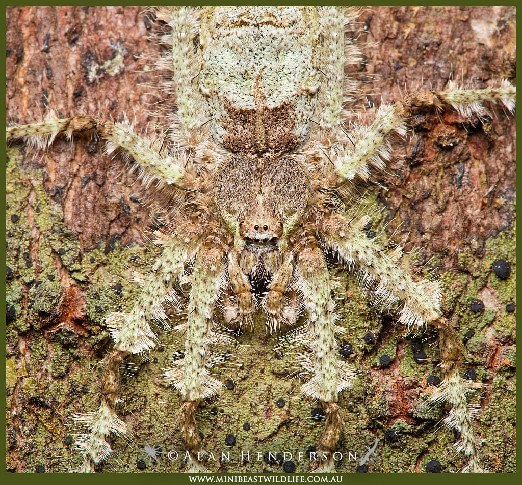 J'aimerais vous présenter Pandercetes gracilis, aka the Lichen Spider, experte en camouflage et particulièrement jolie, il faut bien l'admettre. Elles ne changent pas de forme ou de couleur comme un caméléon, et doivent donc trouver un environnement dans lequel se confondre...