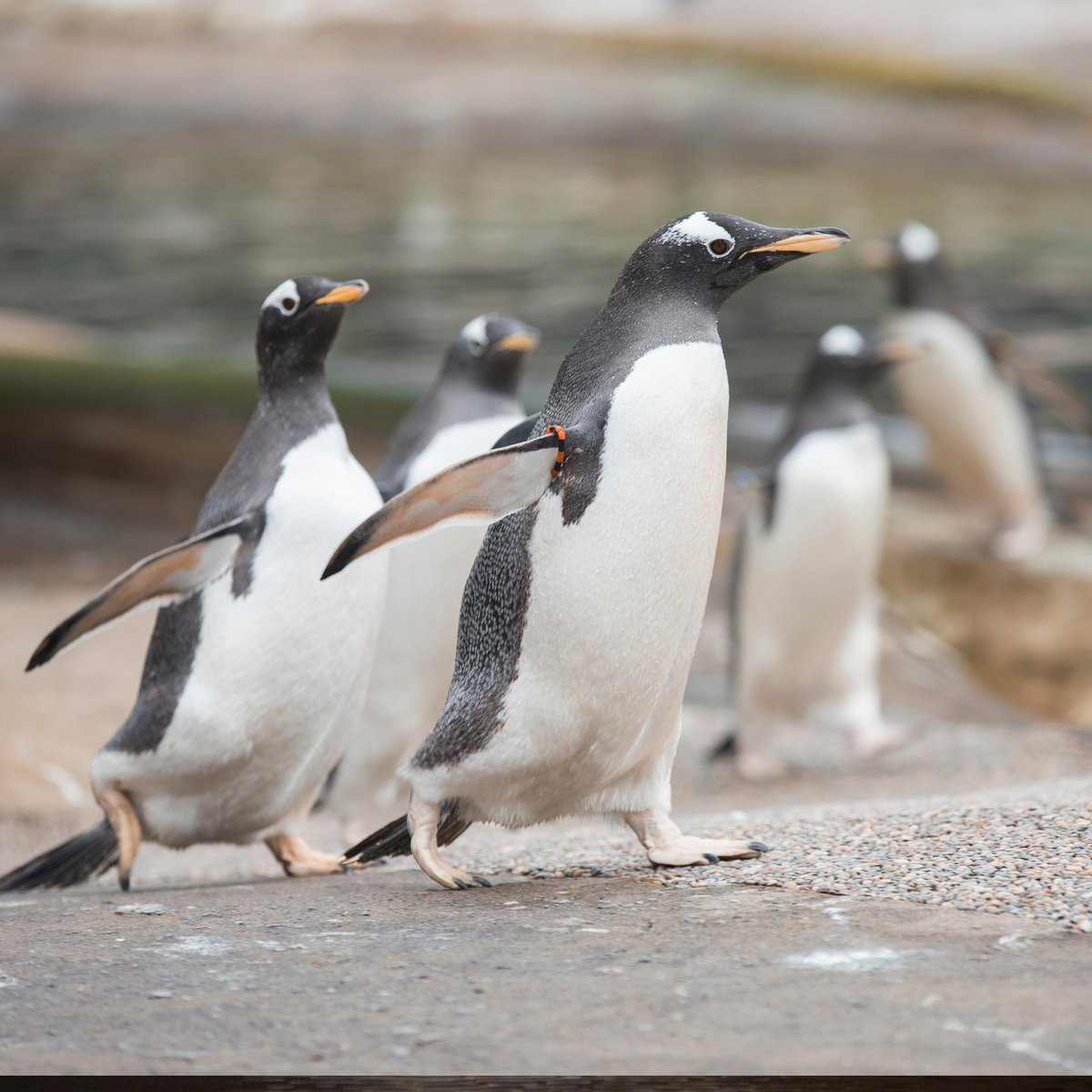 #DYK our world-famous #PenguinParade dates back to 1951? It was first started by accident when a keeper left the gate open! 🤓🐧🐧
 
#FridayFact